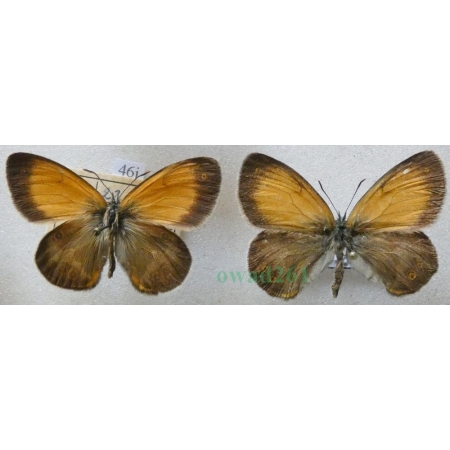 Coenonympha arcania Linnaeus, 1761 x2 Strzępotek perełkowiec Czech46j